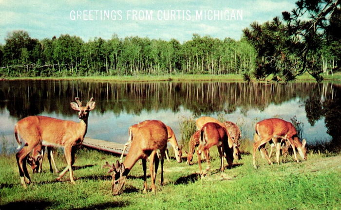 Curtis - Vintage Postcard